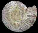 2 1/4" Perisphinctes Ammonites Fossils - Madagascar - Photo 2